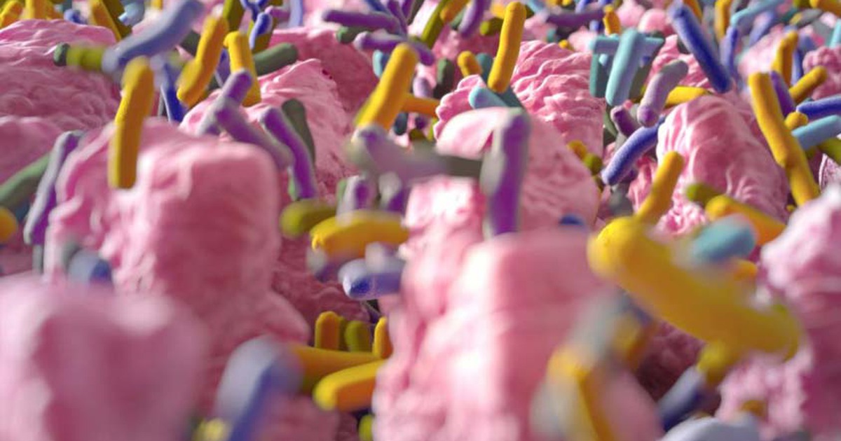 Ăn nhiều dầu mỡ, đường, ít chất xơ làm giảm vi khuẩn 'tốt'