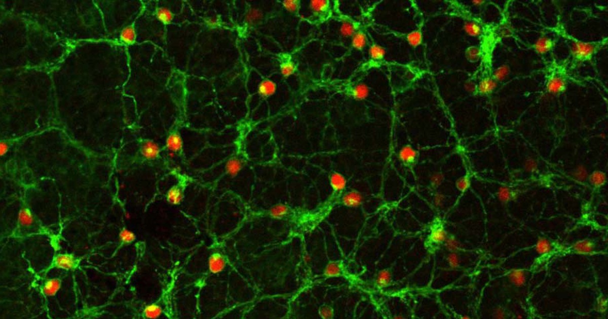 Sử dụng liệu pháp gien để chữa bệnh mù lòa