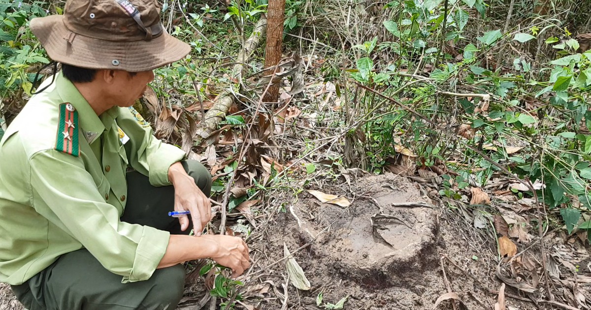 Tận thu rừng dầu rái sai quy định: Chủ rừng 'hô biến' báo cáo để đối phó