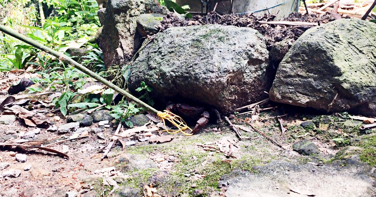 Lên núi ăn... cua