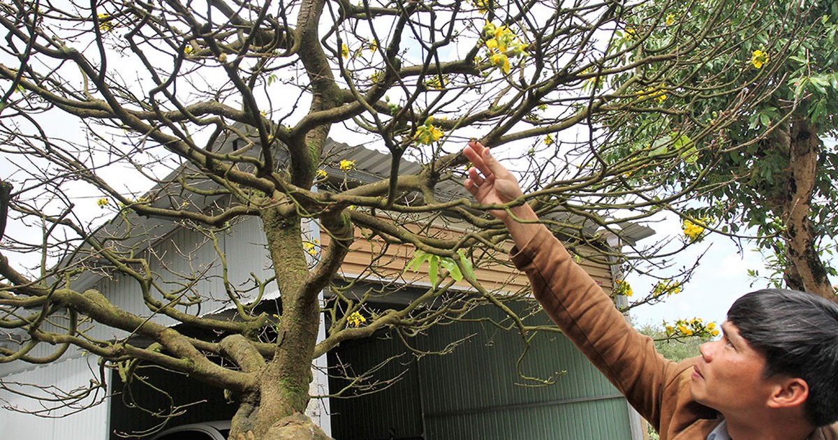 Bộ rễ hình thú độc của cội mai 150 tuổi