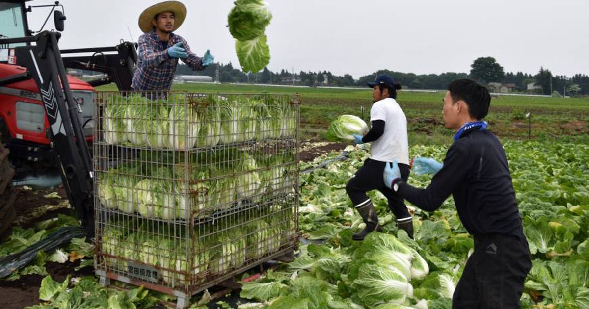 Lao động đến Nhật phải trình giấy sức khỏe