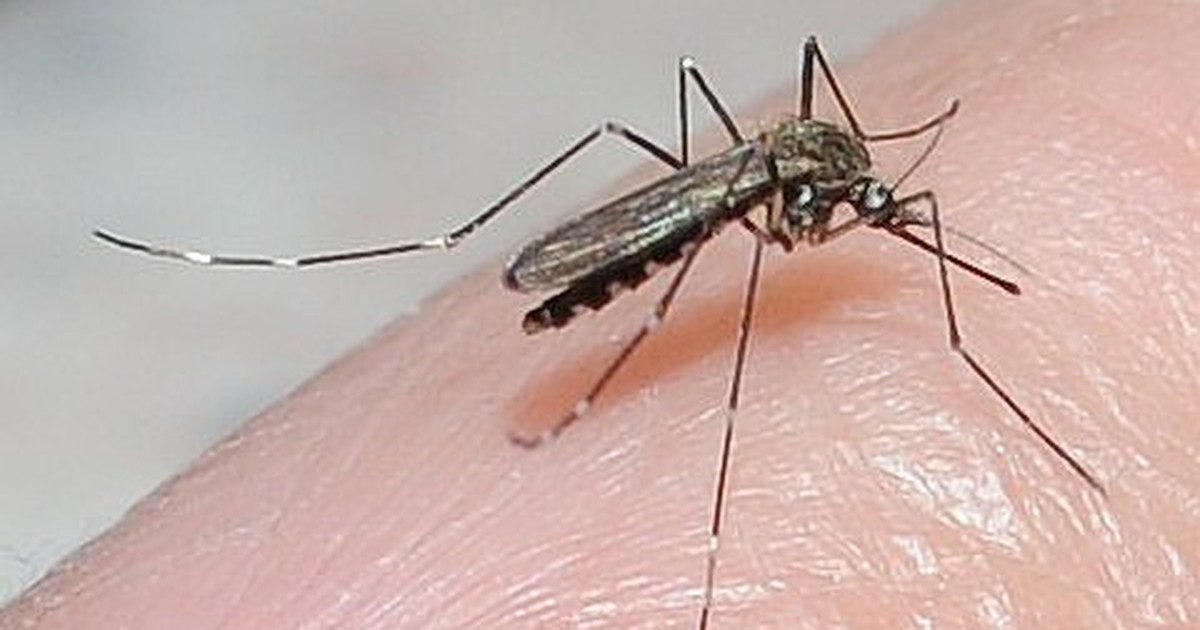 Bị muỗi đốt, cô bé lên cơn co giật, mất trí, ảo giác kinh hoàng