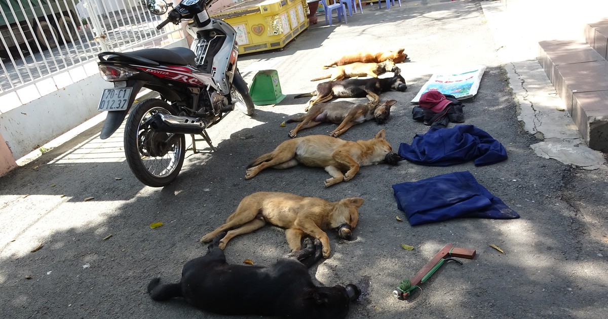 Bắt 'cẩu tặc' và 'mèo tặc' từ TP.HCM lên Tây Ninh hành nghề