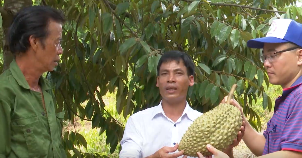 Lạ lùng sầu riêng ở xứ gió Lào