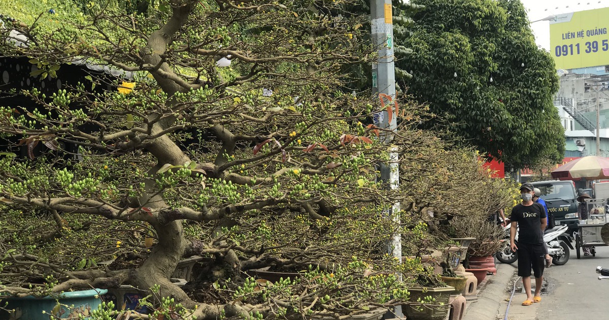 Hoa kiểng độc, lạ chờ khách mua