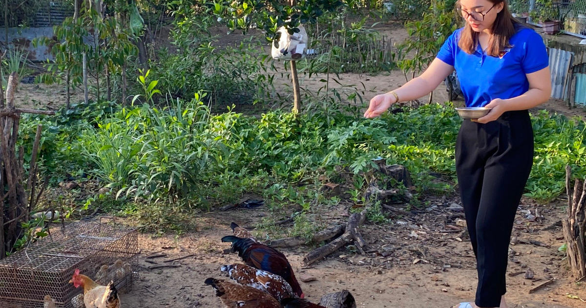 Cô gái nuôi gà… trên cát