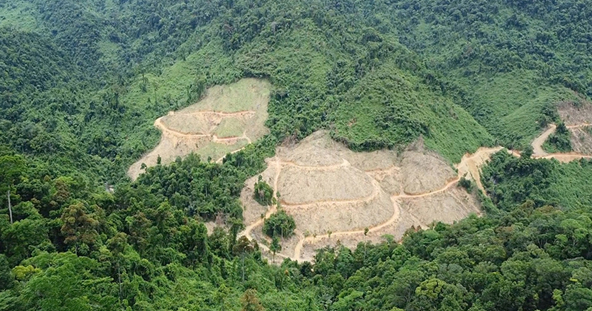'Xẻ' rừng phòng hộ để chở keo
