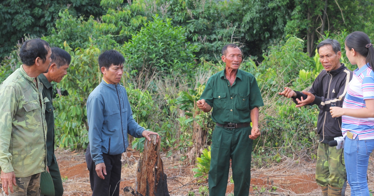 Vụ án 6 cựu chiến binh 'hủy hoại rừng' ở Đắk Nông: Ra tù, 6 cựu chiến binh lại bị truy tố