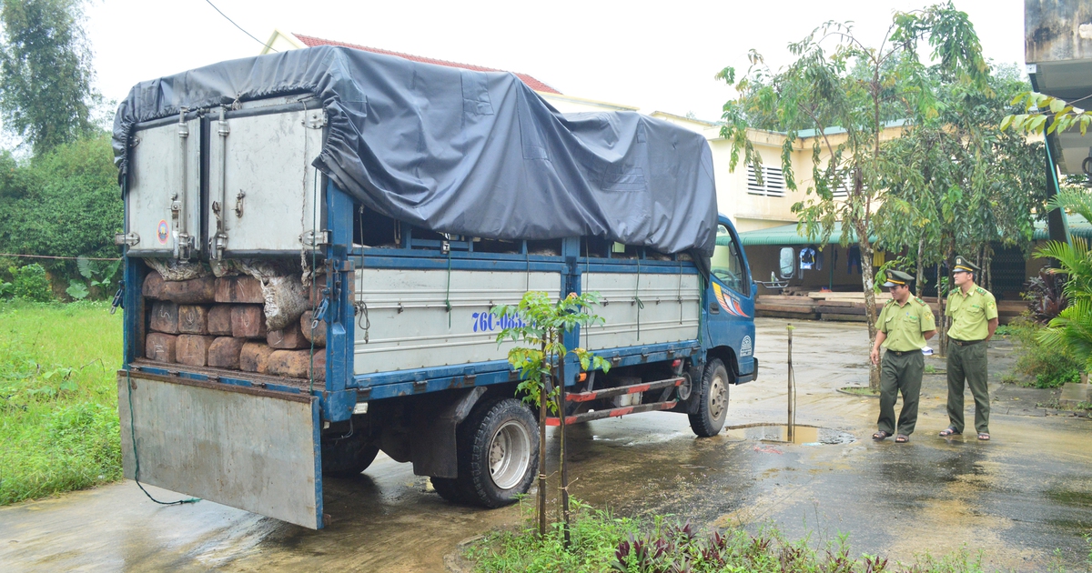 Gỗ lậu quý hiếm ngụy trang dưới lớp phân gà hôi thối