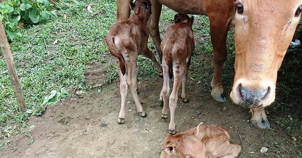 Người người rủ nhau đi xem bò mẹ sinh ba ở Quảng Nam