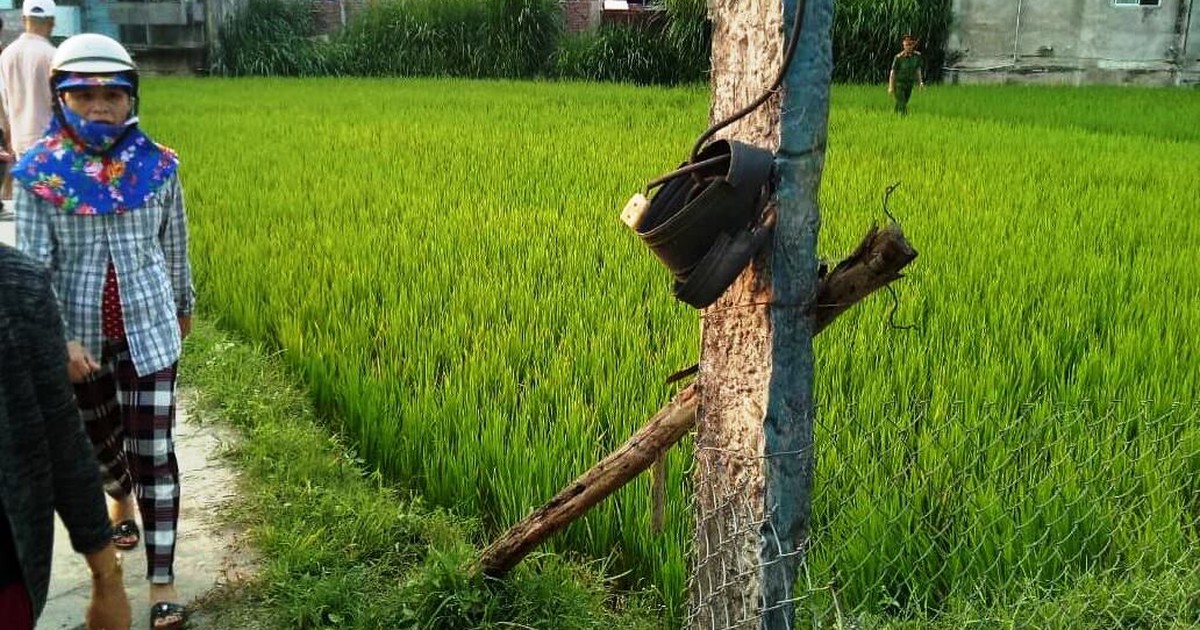 Kéo điện ra đồng để bẫy diệt chuột, vợ chết, chồng nguy kịch