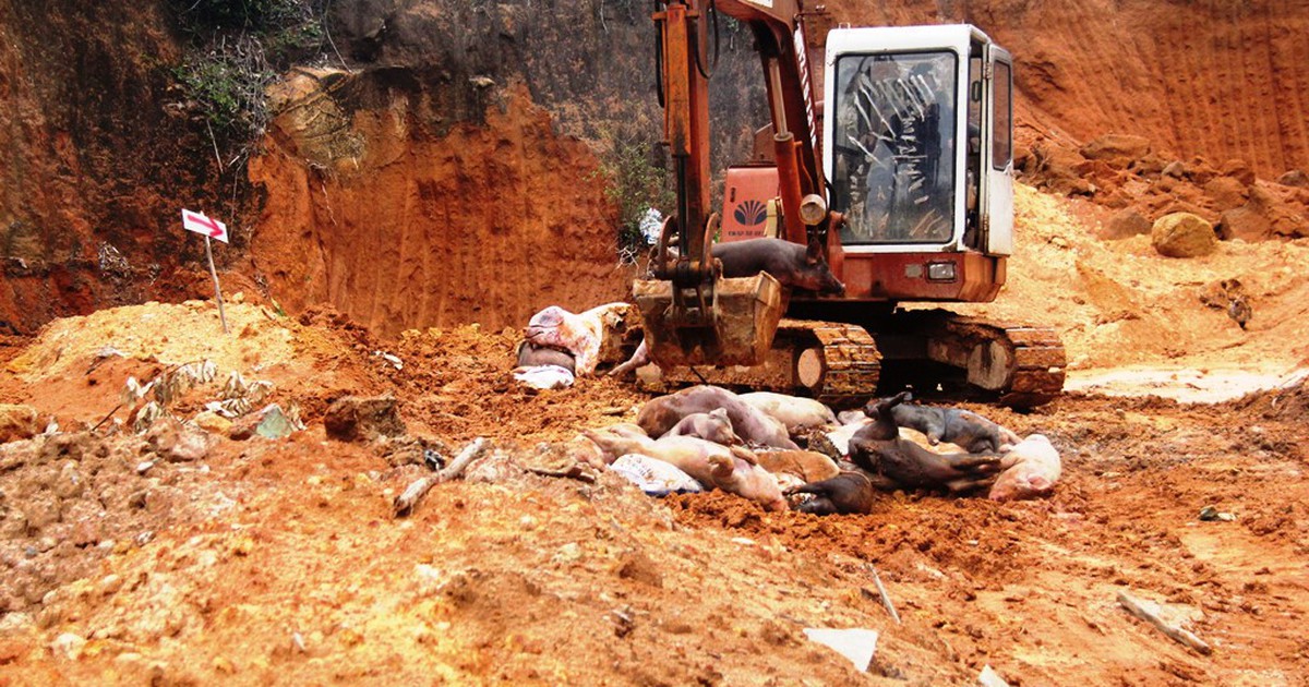 Dân bức xúc vì nộp phí mới được tiêu hủy heo nhiễm dịch tả lợn châu Phi