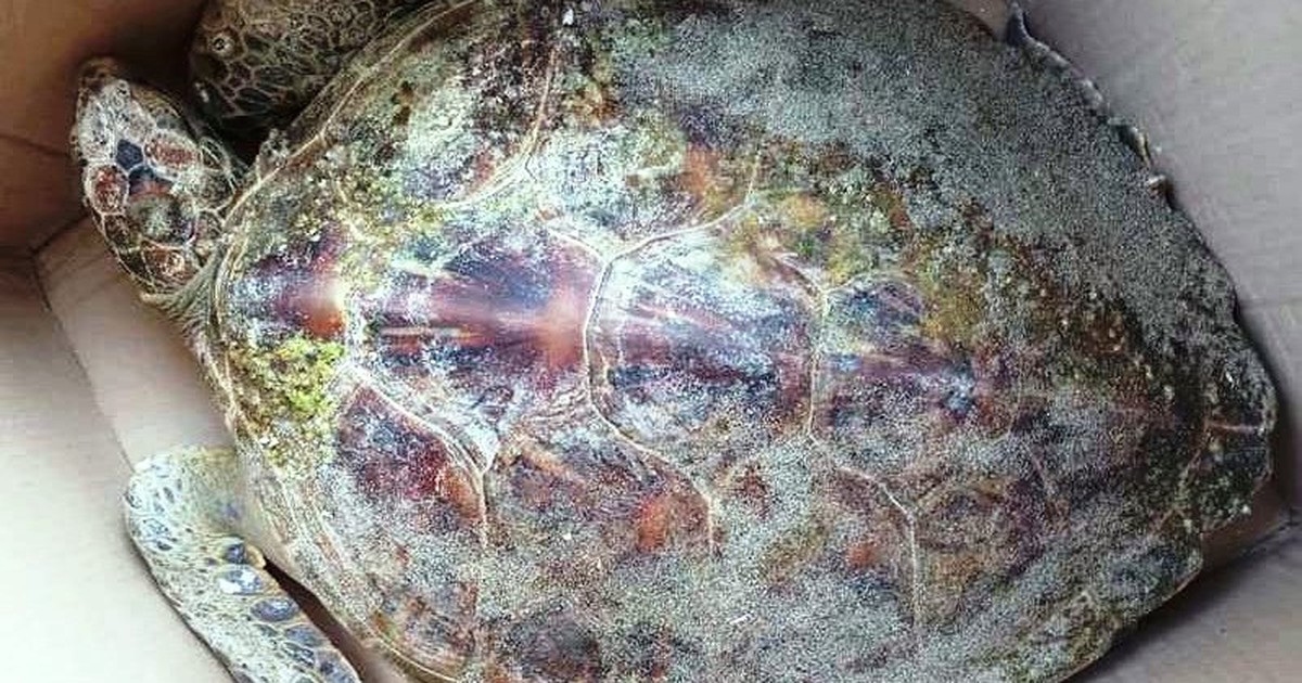 Sau cá heo, rùa xanh quý hiếm dạt vào bờ biển Hội An