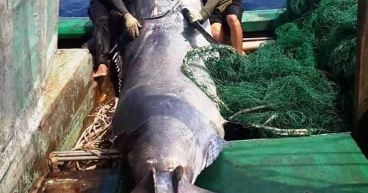 Ngư dân Quảng Trị bắt được con cá cờ nặng đến hơn nửa tấn