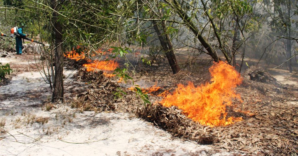 Quảng Nam: Hơn 100 người dập đám cháy rừng phòng hộ ven biển