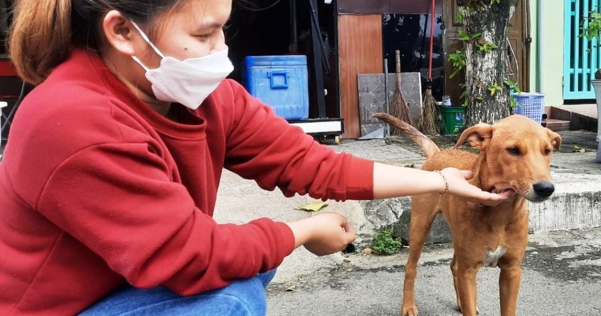 Hội An trở thành 'thành phố nói không với thịt chó, mèo'