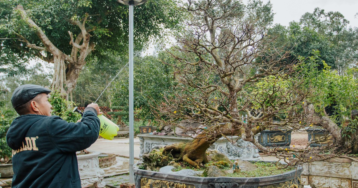 Ông lão U.70 sở hữu khu vườn tiền tỉ: Những cây sanh thế 'độc', hoa giấy cổ thụ