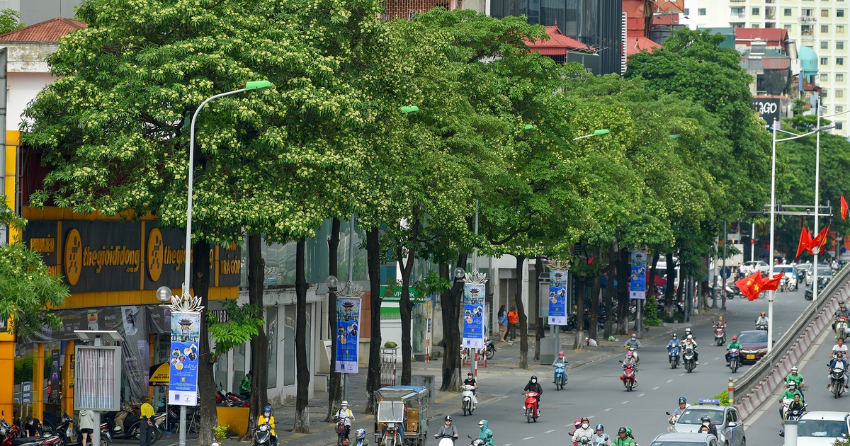 Hà Nội đề xuất di chuyển 80 cây hoa sữa để hạn chế ảnh hưởng người dân