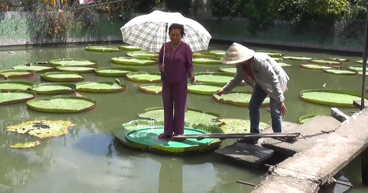 Kỳ lạ lá sen 'vua' khổng lồ cõng được người nặng đến 80kg