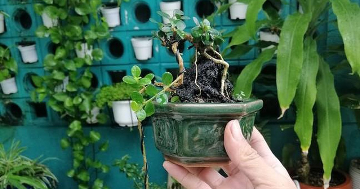 Từ trồng để chơi, ông bố 8X kiếm thêm thu nhập nhờ vườn bonsai mini