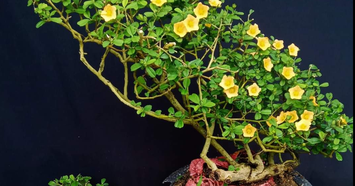 Hoa ké mọc dại bên đường 'hóa' bonsai thu về tiền triệu