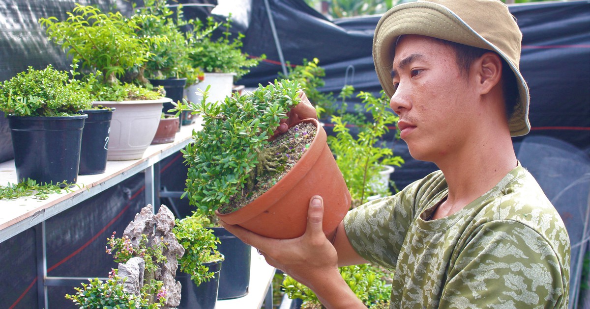 Kiếm hơn chục triệu đồng/tháng nhờ khởi nghiệp với bonsai