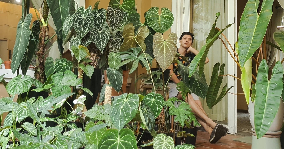 Vì sao có người mỗi tháng bỏ ra vài triệu đồng mua kiểng lá?