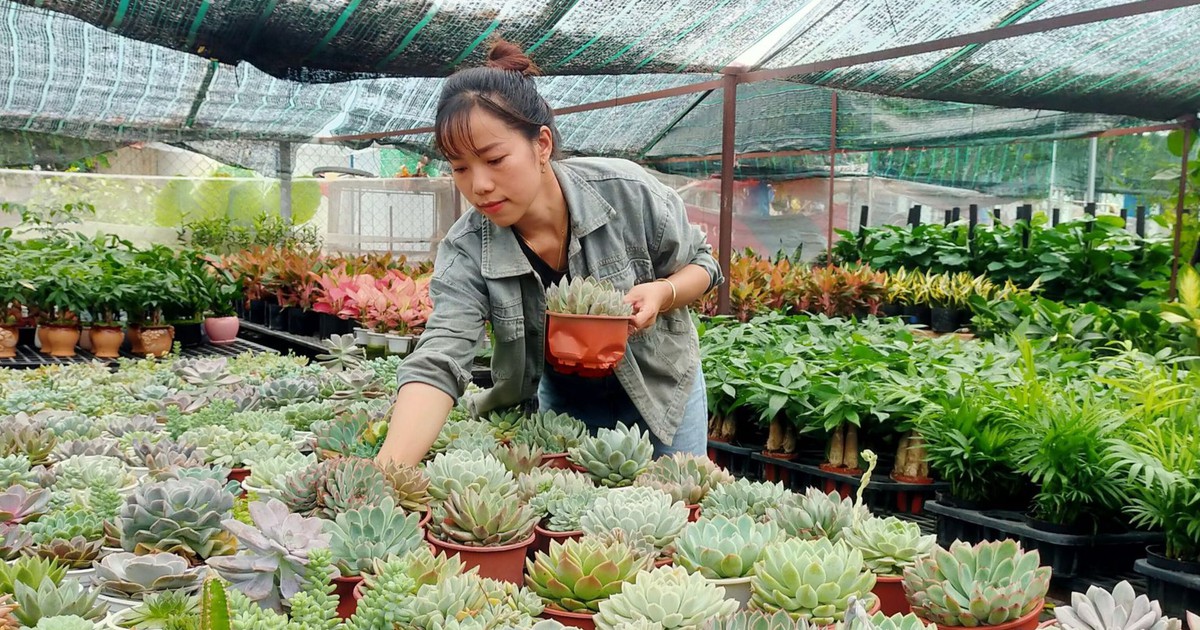 Thu về hàng trăm triệu đồng mỗi tháng nhờ khởi nghiệp với cây kiểng