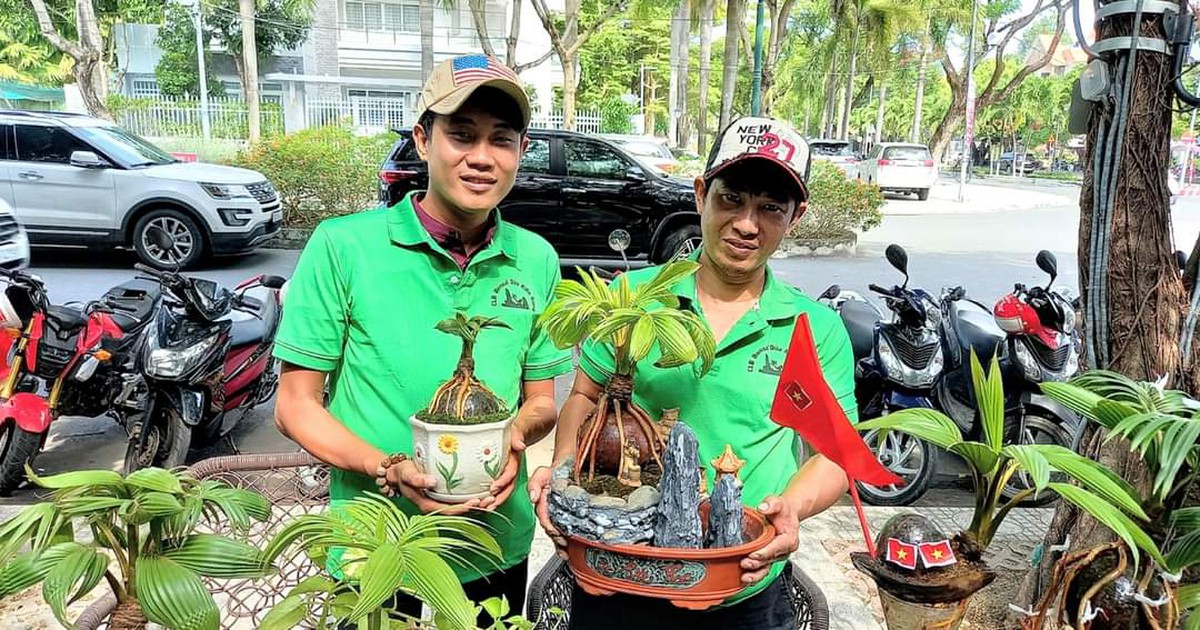 Dừa khô giá rẻ ‘hóa’ bonsai thu về tiền triệu