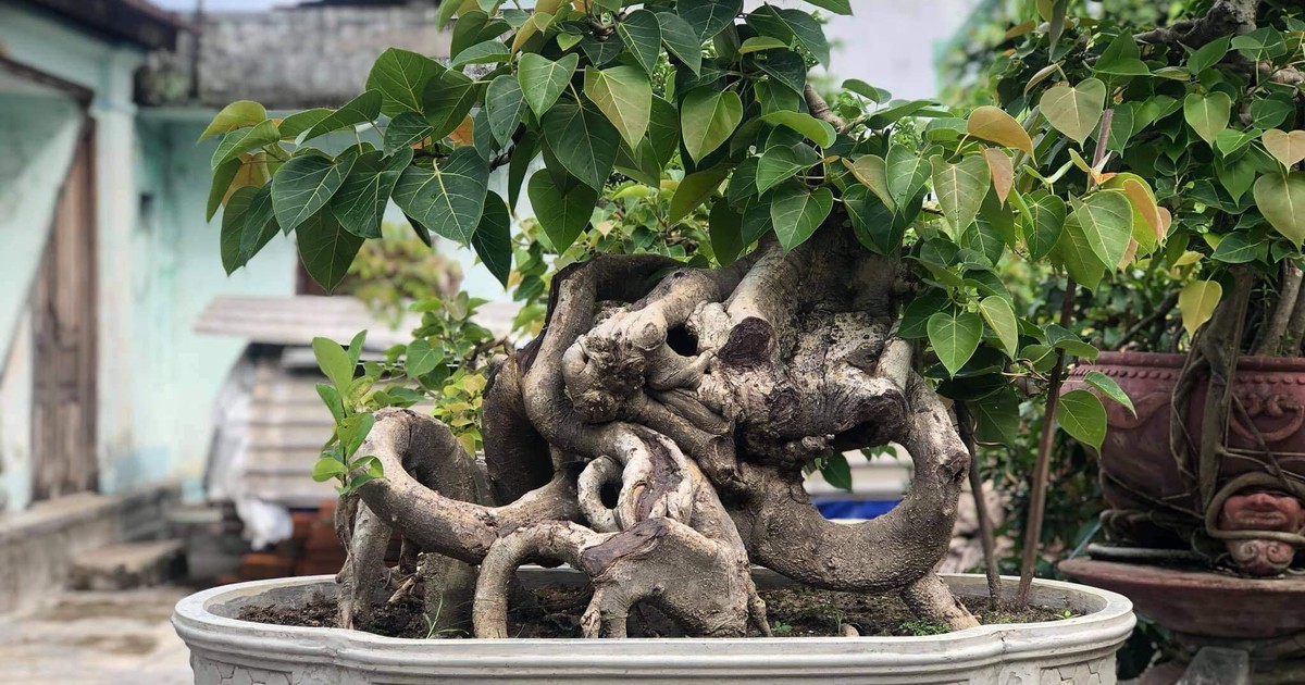 Kim thm tin triu nh trng bonsai b