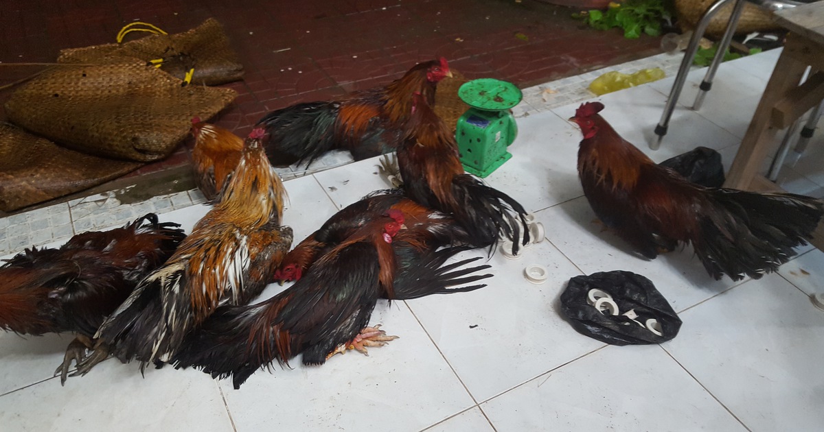 Liên tiếp bắt quả tang ba vụ đá gà ăn tiền