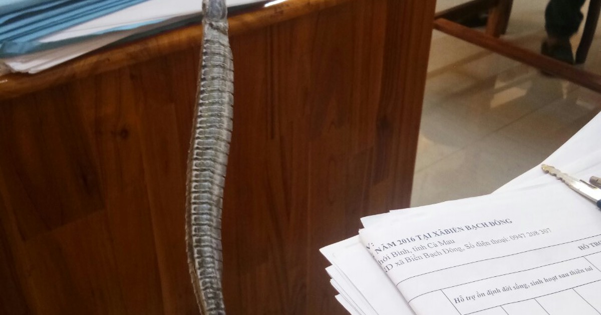 Cà Mau: Thương lái 'bí ẩn' thu mua cá lìm kìm gai