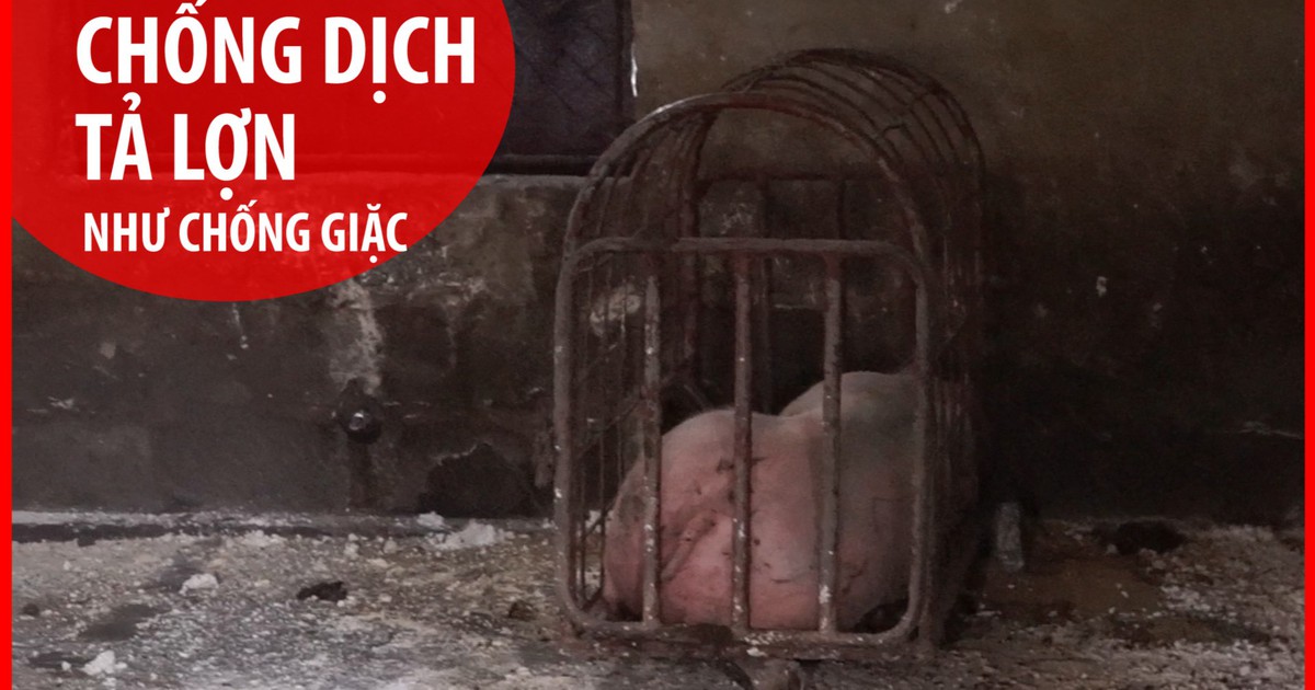 Nhắn tin cảnh báo dịch tả lợn châu Phi đến tất cả thuê bao tại Cà Mau