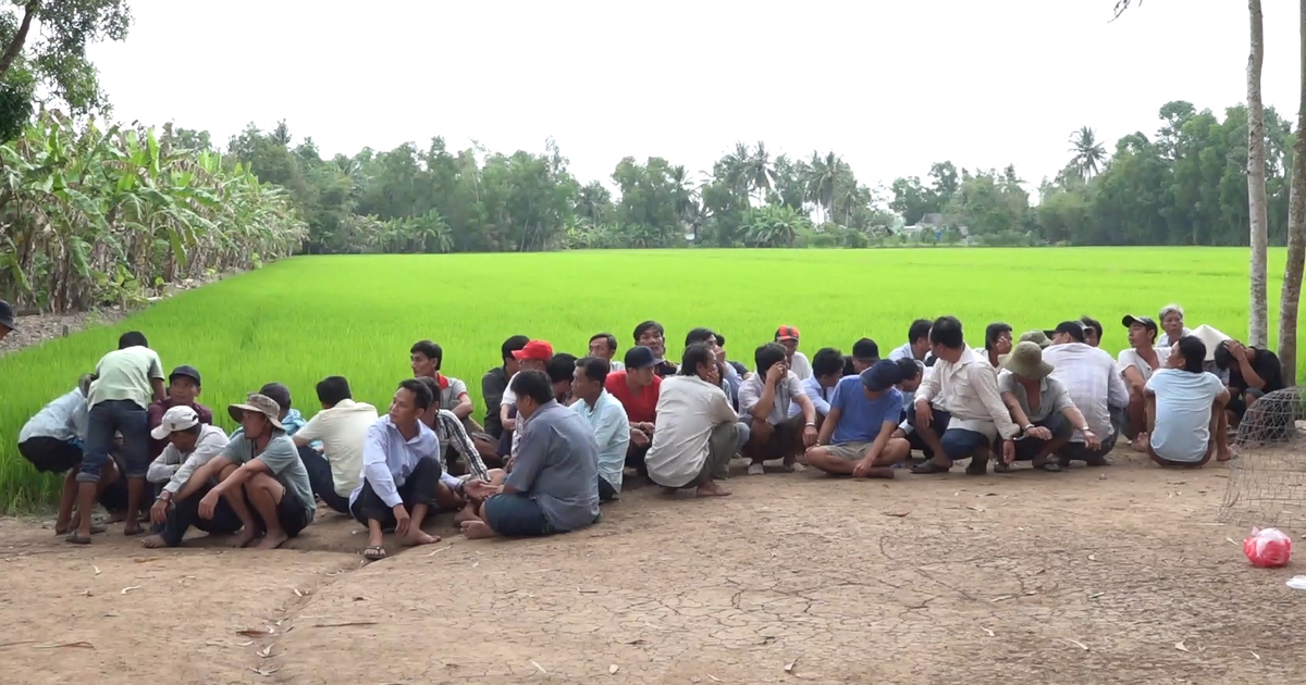 Cà Mau: Phá trường gà, tạm giữ điều tra 61 người tham gia đá gà ăn tiền
