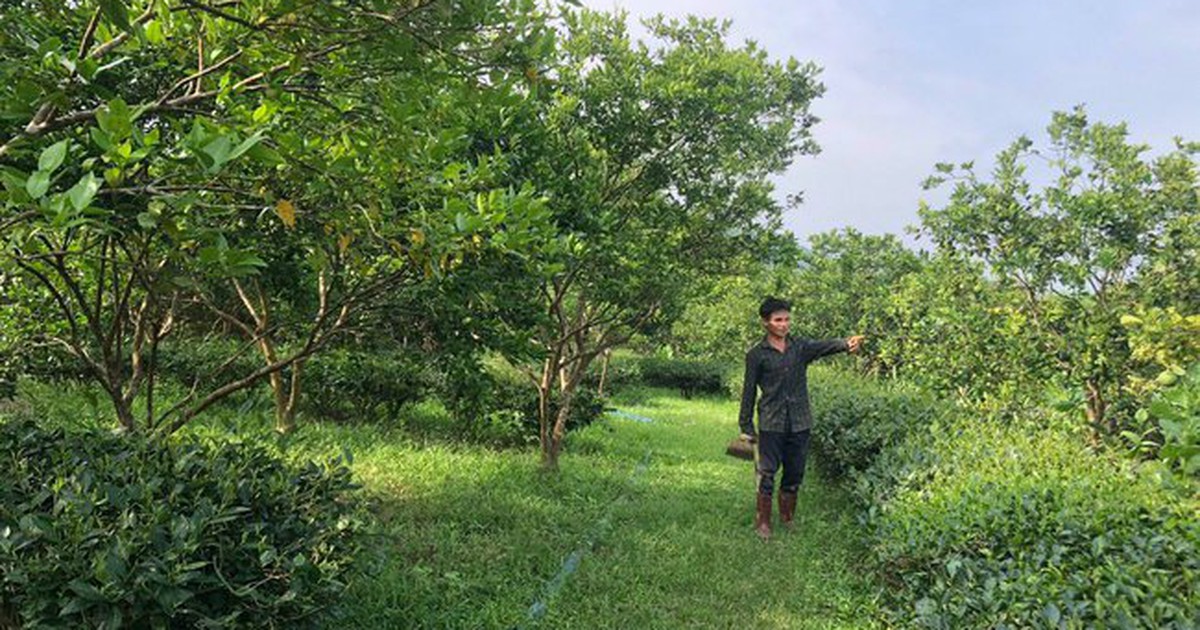 Vốn chính sách góp phần xóa đói giảm nghèo ở Thanh Chương