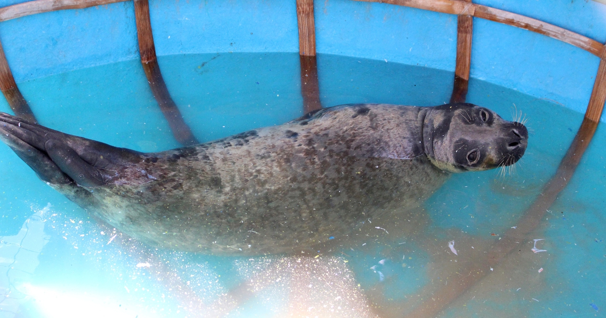 Nhiều hải cẩu lớn bất ngờ xuất hiện ở... bờ biển Quảng Nam