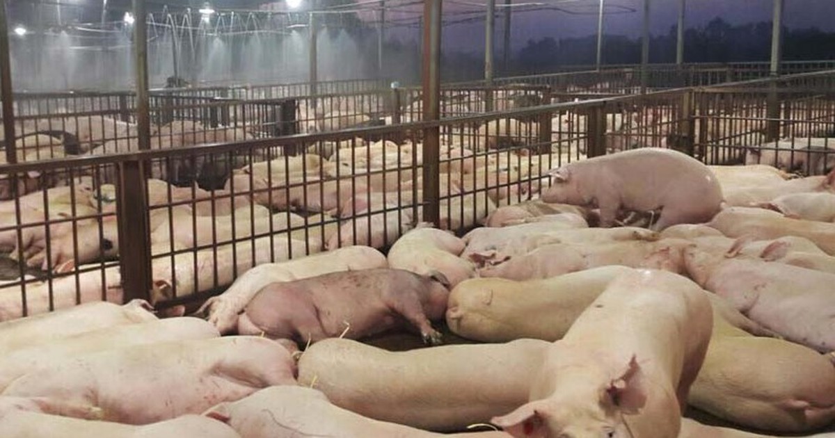 TP.HCM: Gắn camera giám sát heo chết trong cơ sở giết mổ tập trung