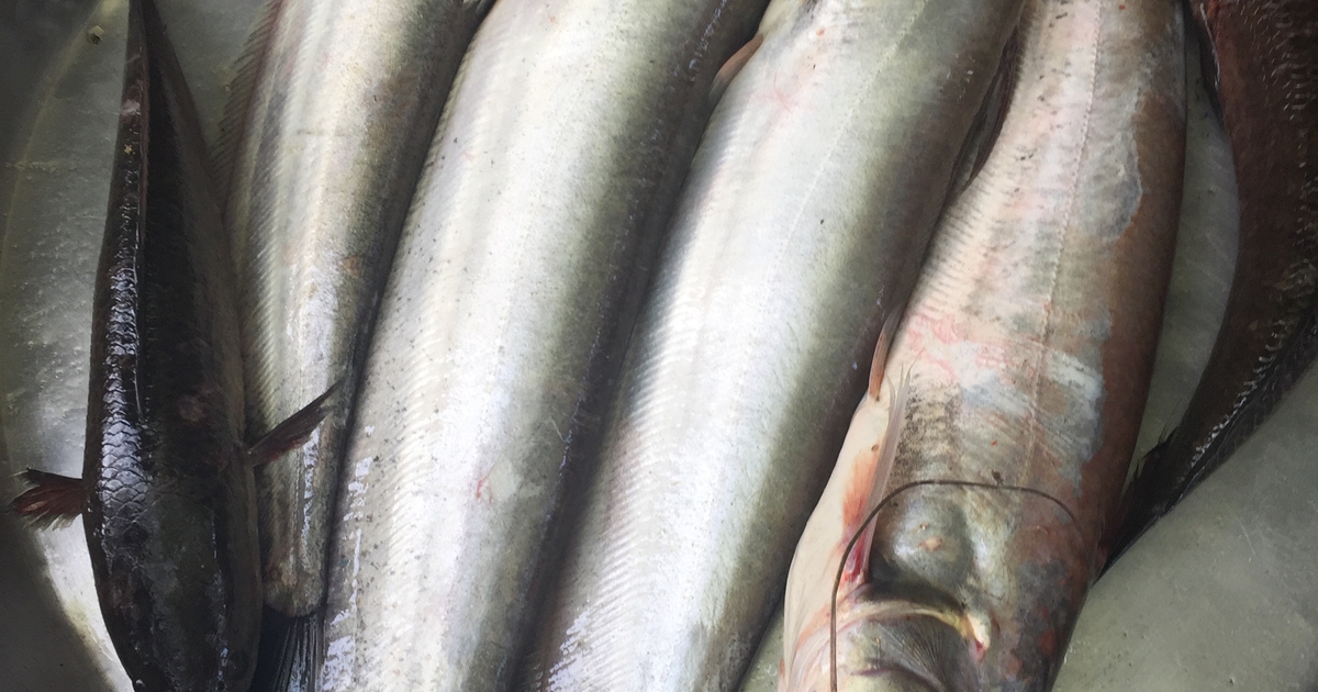 Pho 'từ điển' sống ngẩn ngơ kể chuyện cá tôm tung tăng miền Tây thuở nào