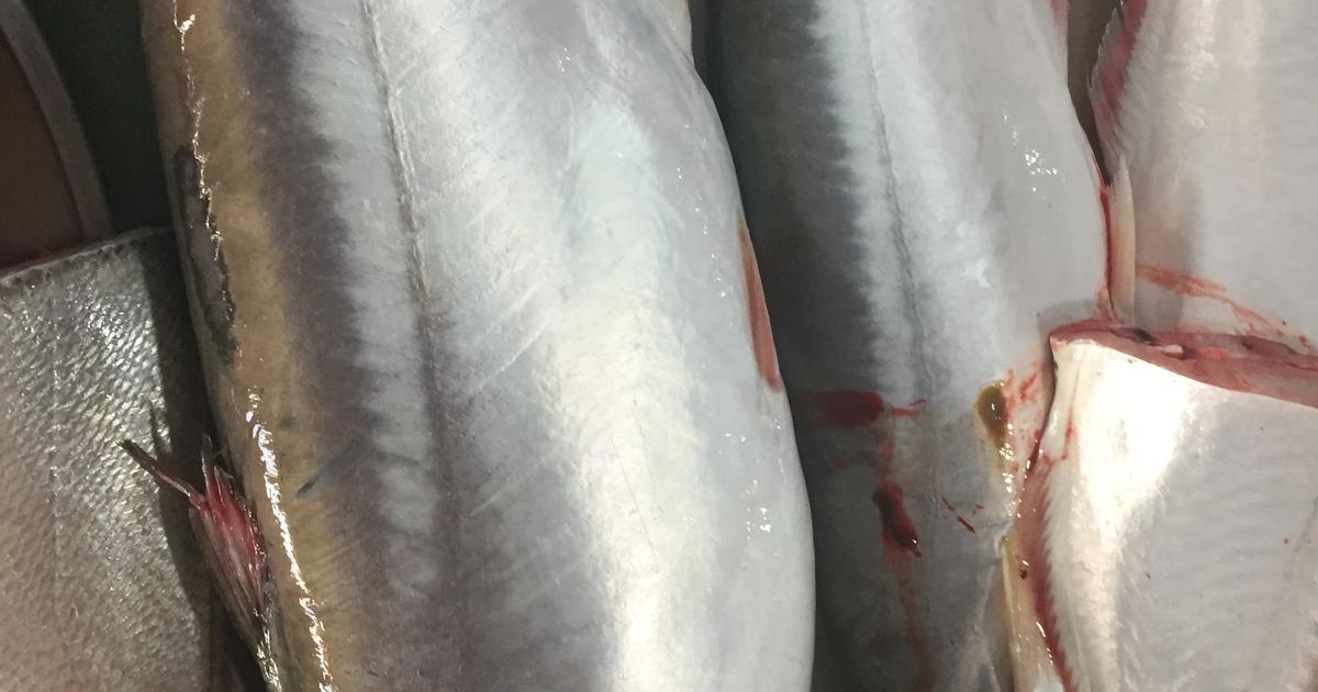 Người miền Tây ra Vàm Nao bắt 'heo nước' kiếm tiền mua... vàng ngày Tết