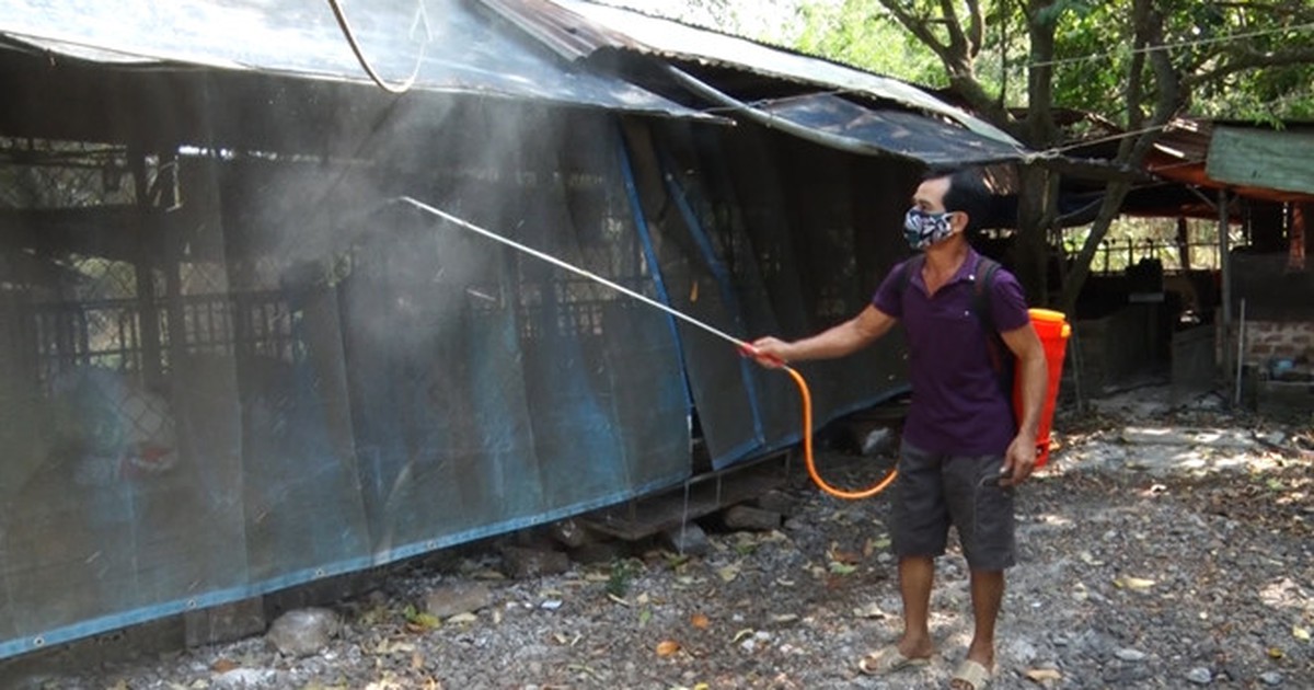 Dịch tả lợn châu Phi xuất hiện ở An Giang