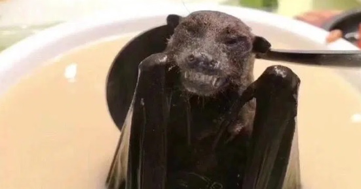 Đặc sản súp dơi - nguồn gốc gây dịch viêm phổi Vũ Hán chết người?