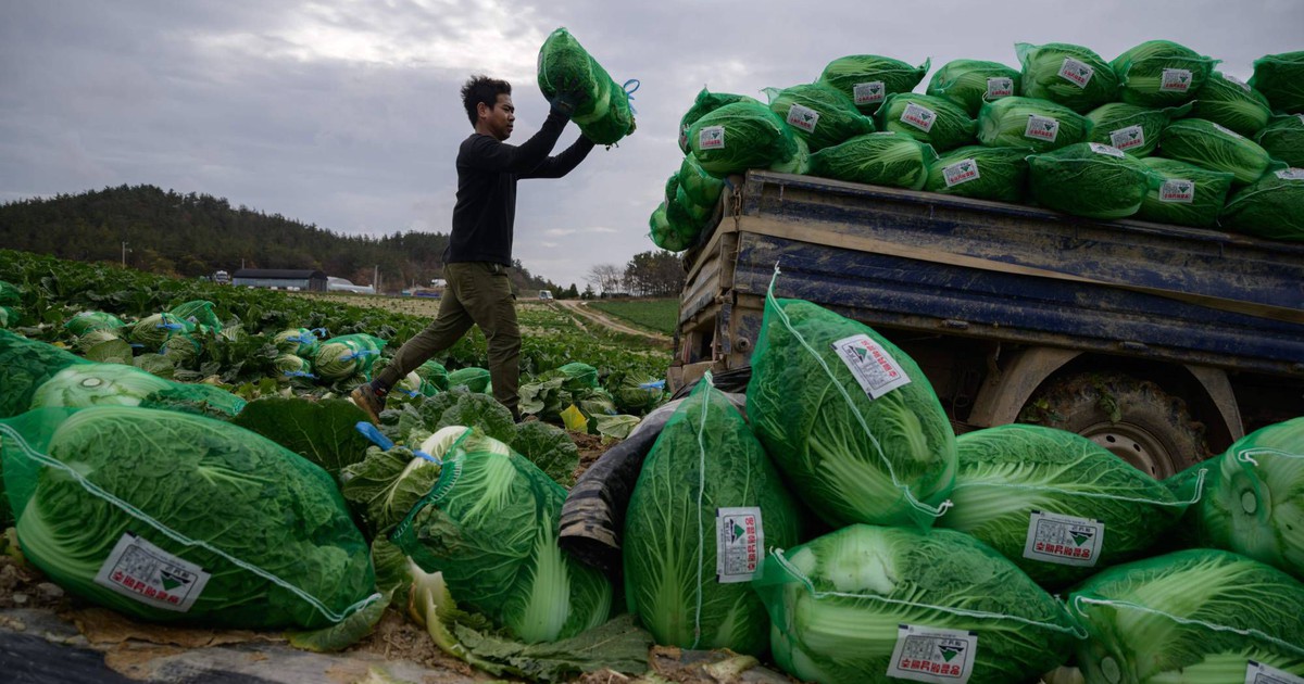 Trang trại Hàn Quốc vắt kiệt sức lao động người nước ngoài