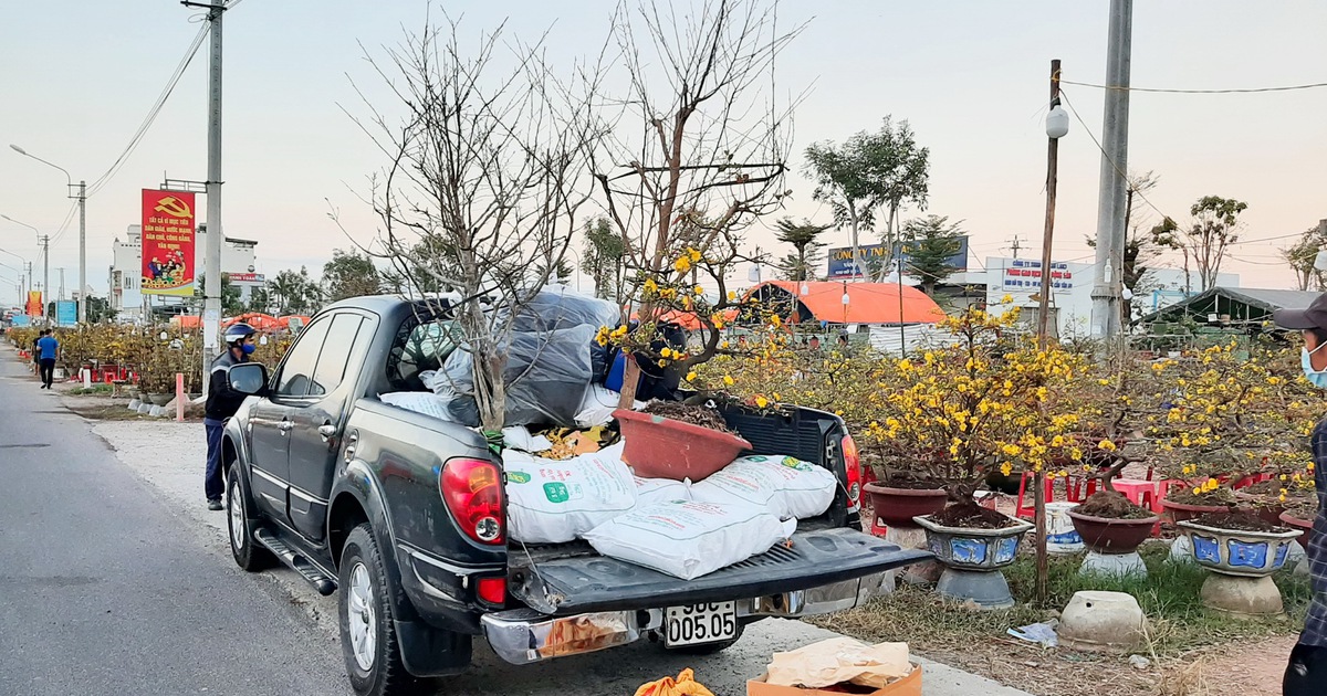Bình Định: Mai tết tưởng ế nhưng lại đắt hàng, thu về trên 112 tỉ đồng