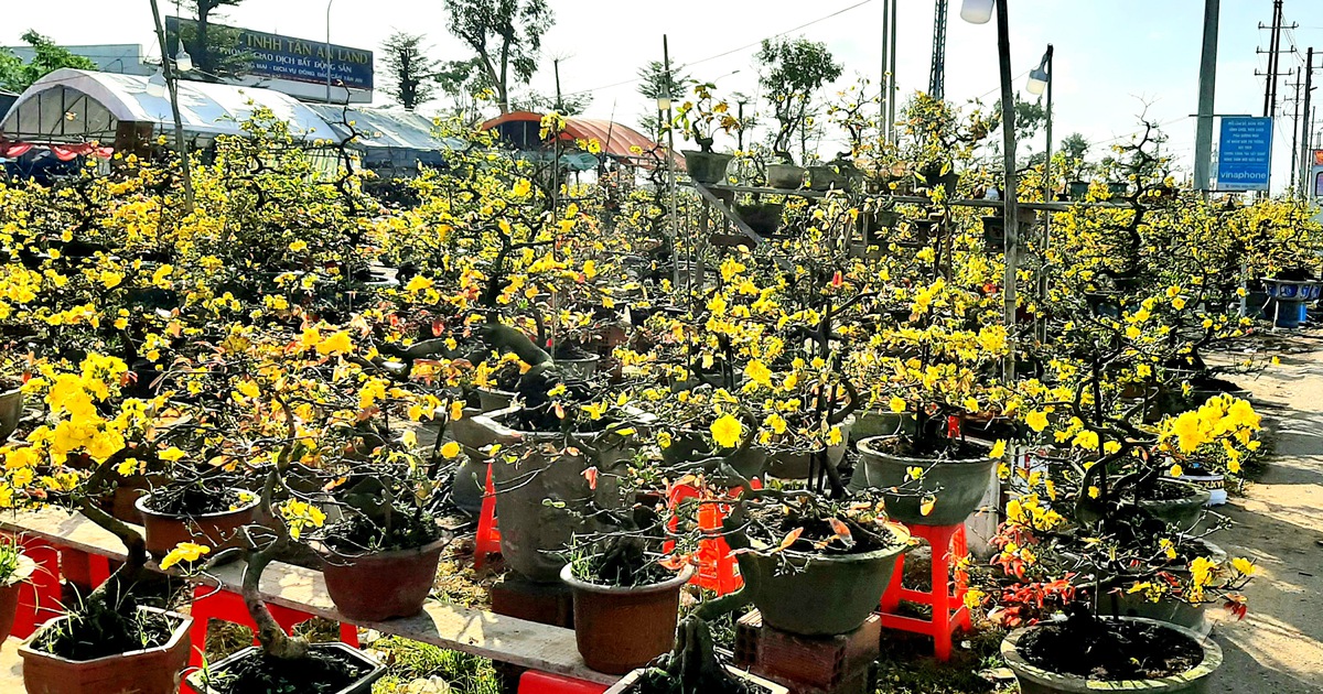 Bình Định: Người trồng hoa tết đạt doanh thu kỷ lục với 161 tỉ đồng