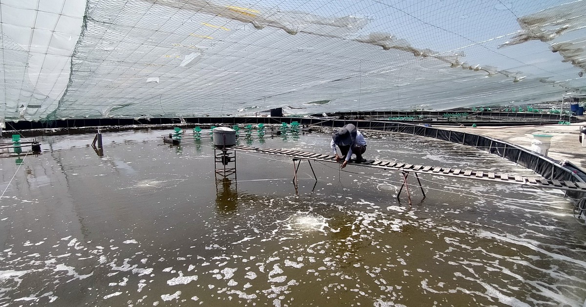 Thái Bình: Trượt chân xuống ao tôm, một người bị cuốn vào cánh quạt máy tử vong