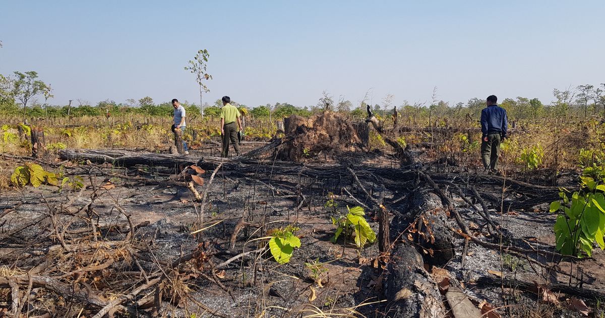 Tan hoang rừng Ia Mơ