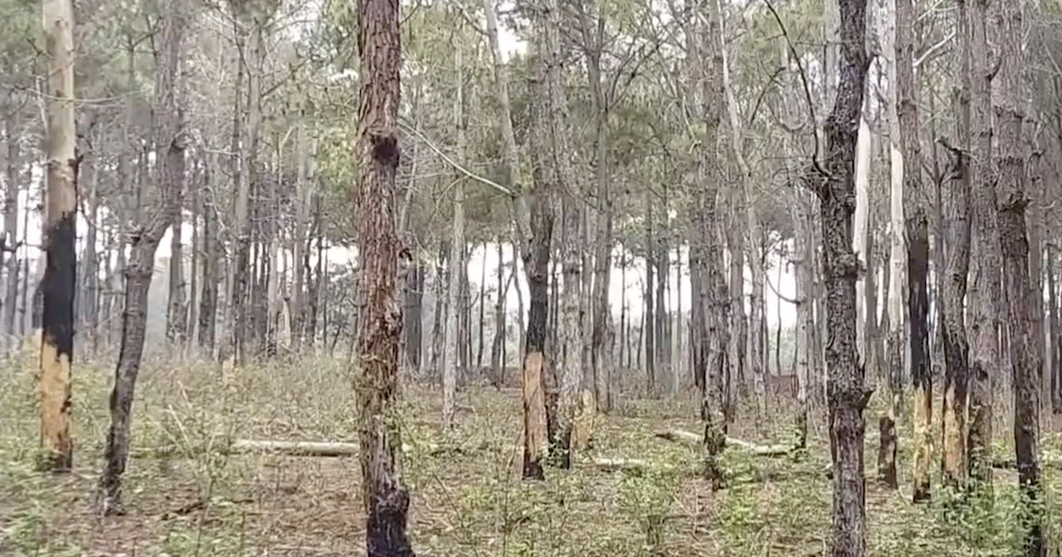 Cho thôi chức 3 Phó chủ tịch UBND tỉnh Gia Lai