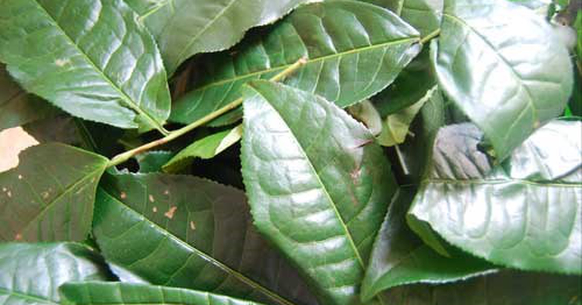 Công dụng của lá chè tươi