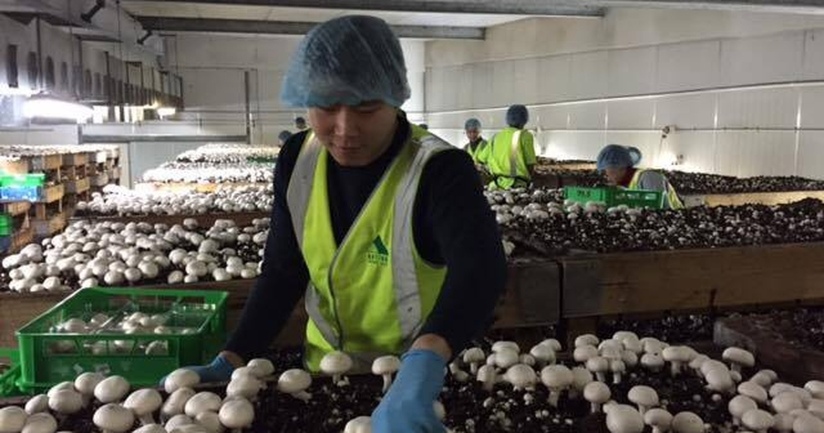 Vừa du lịch vừa làm việc tại Úc